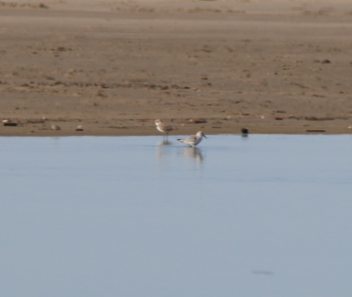 Гурвалж элсэг - ML612110709