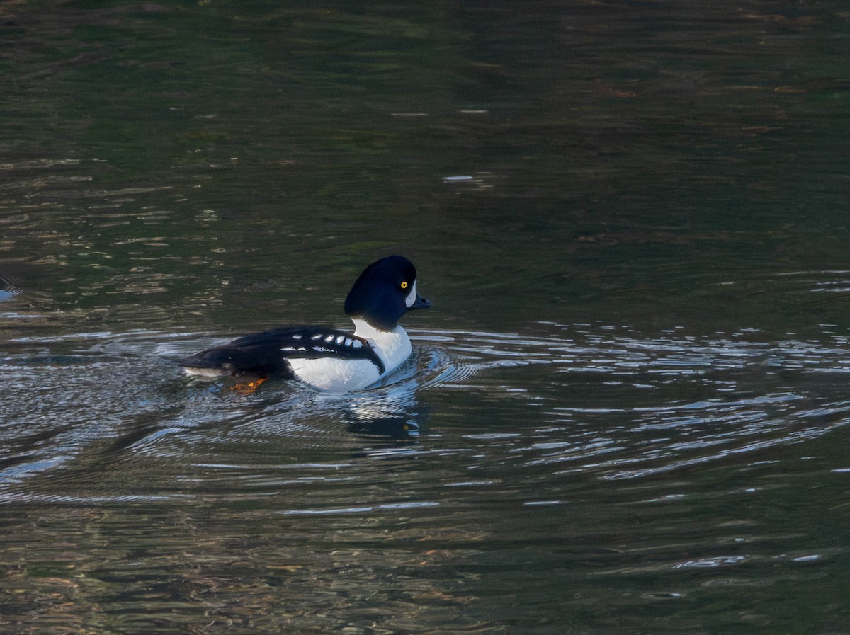 Barrow's Goldeneye - ML612110732