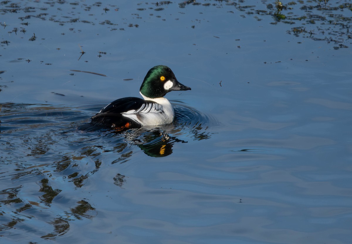 Common Goldeneye - ML612110737