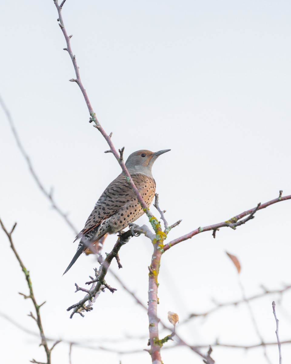 Northern Flicker (Red-shafted) - Garrett Sheets