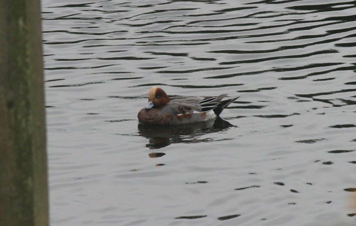 Eurasian Wigeon - ML612110936