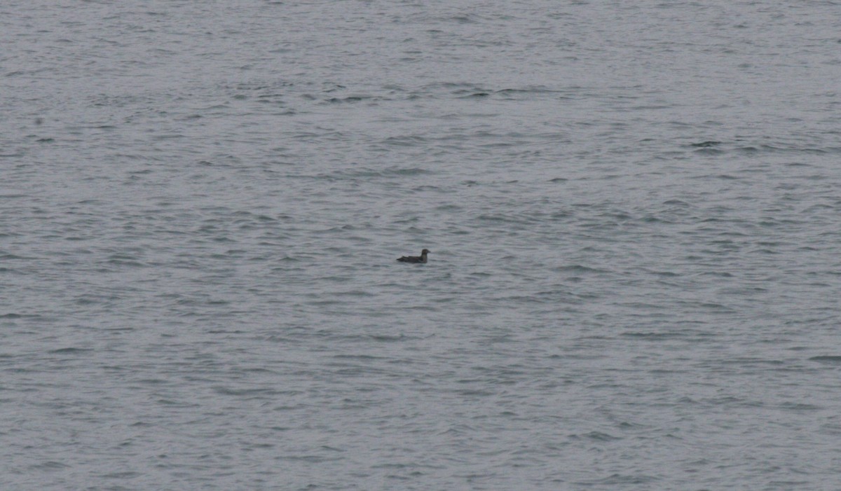 Rhinoceros Auklet - ML612110959