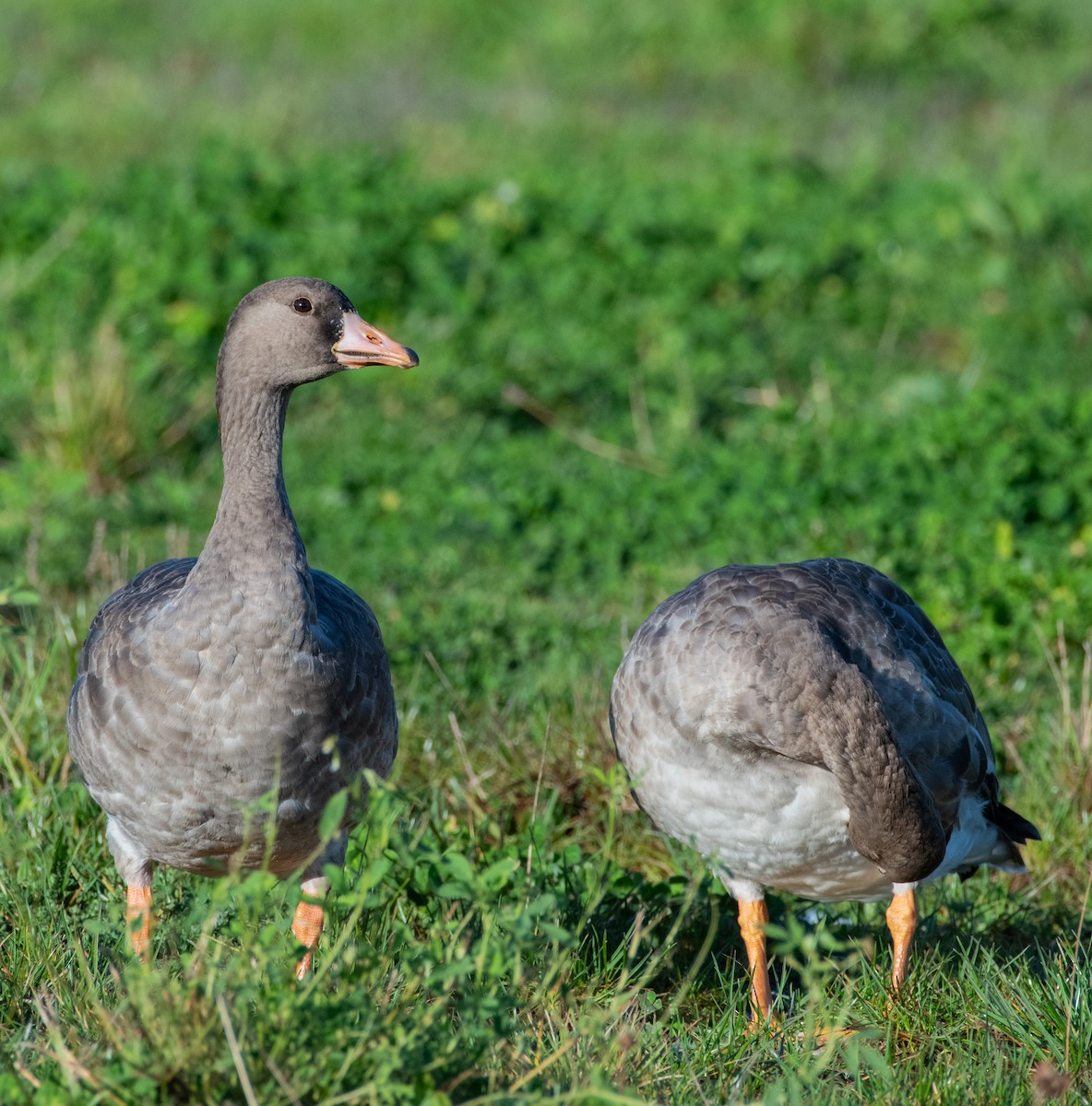 Greater White-fronted Goose - ML612110995