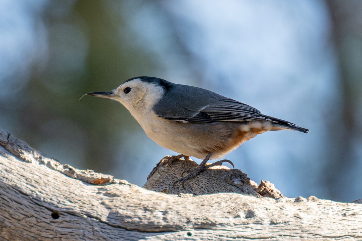 White-breasted Nuthatch - ML612111124