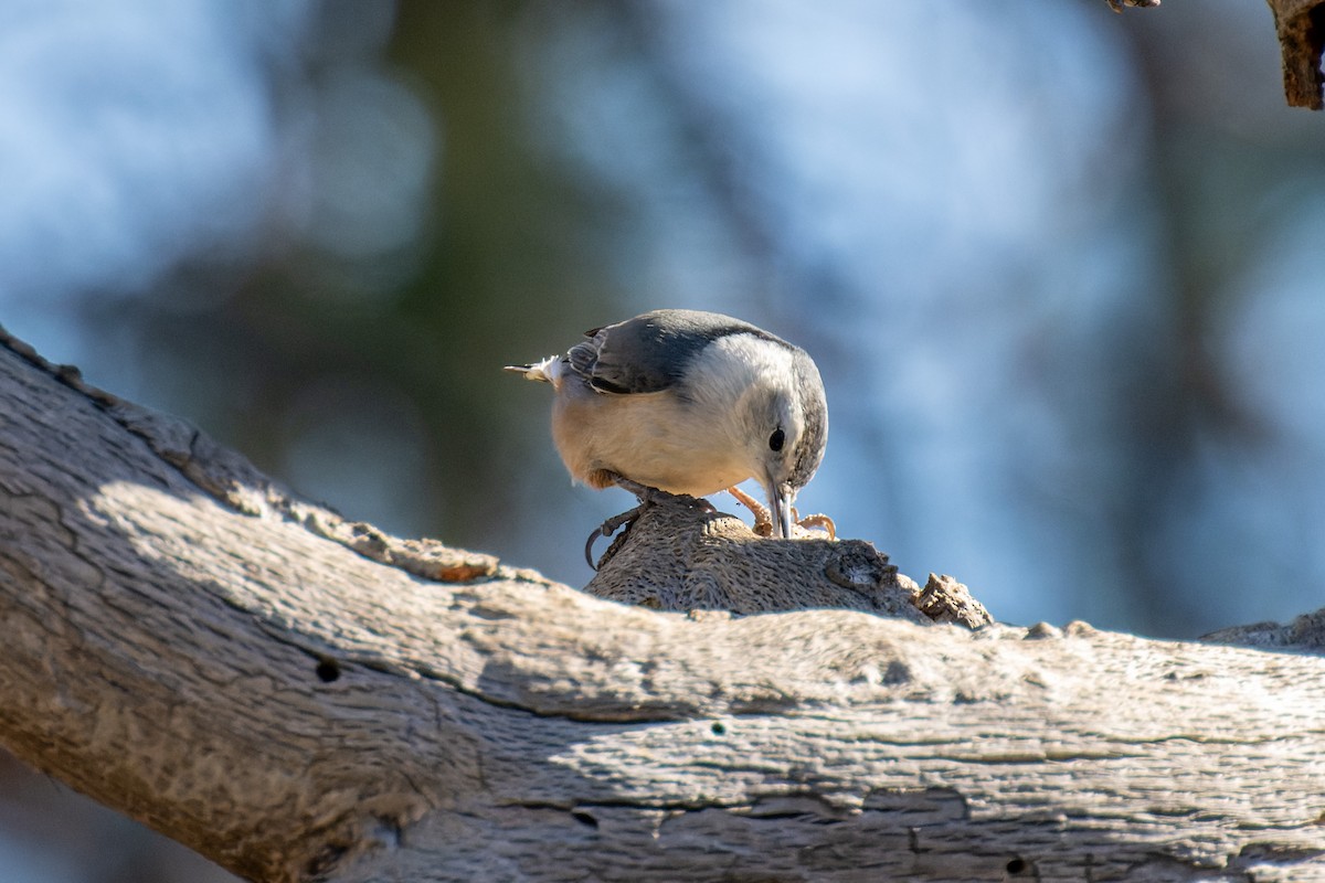 White-breasted Nuthatch - ML612111127