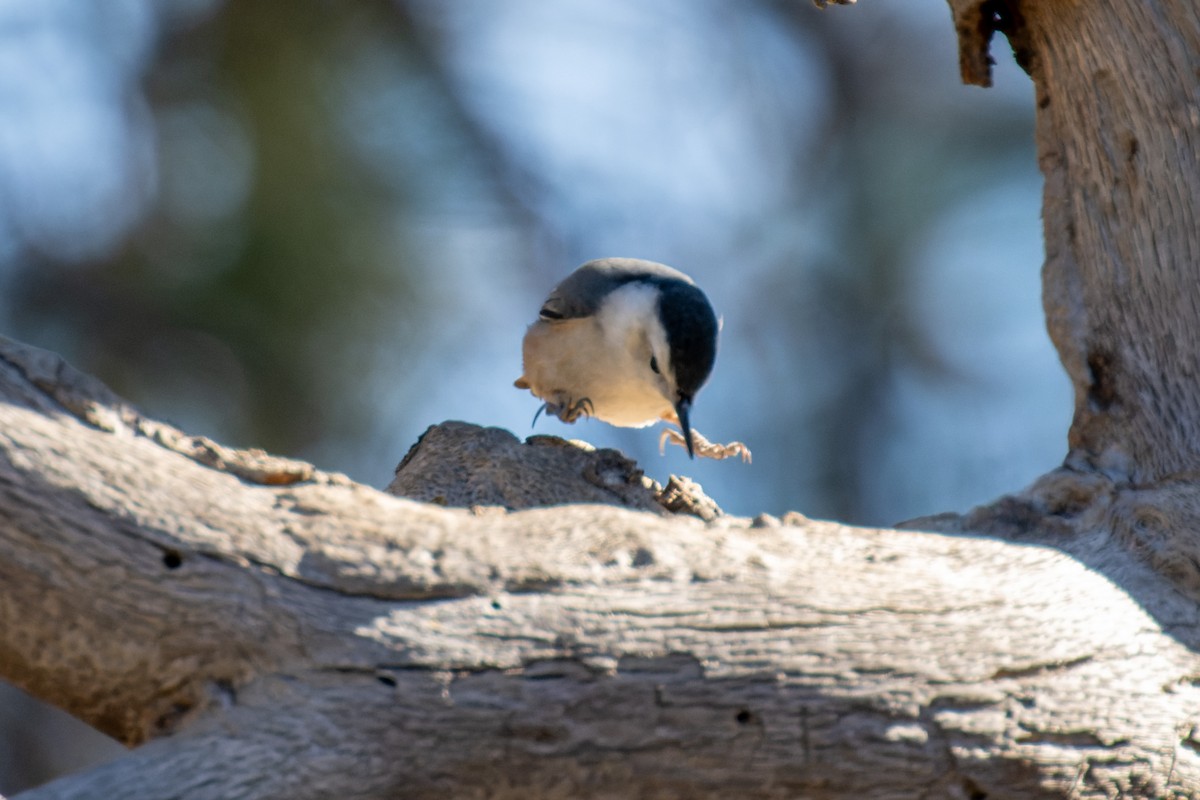 White-breasted Nuthatch - ML612111128