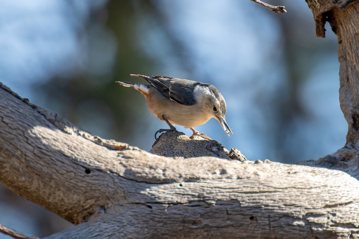 White-breasted Nuthatch - ML612111129