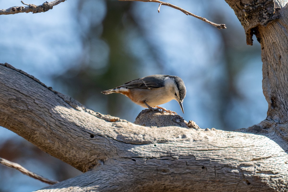 White-breasted Nuthatch - ML612111130