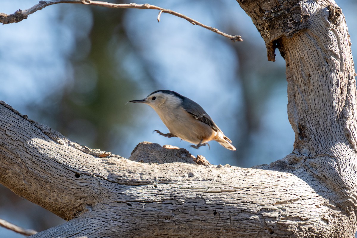 White-breasted Nuthatch - ML612111131
