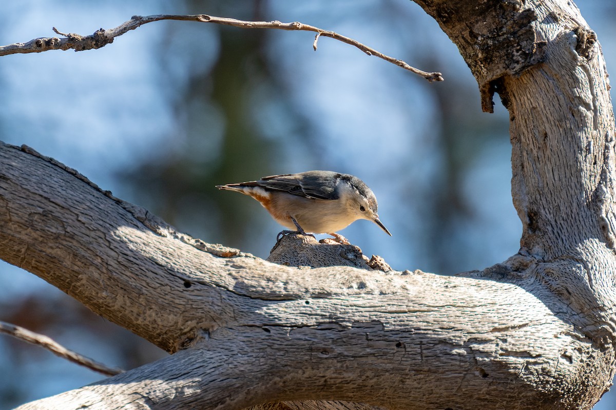 White-breasted Nuthatch - ML612111133