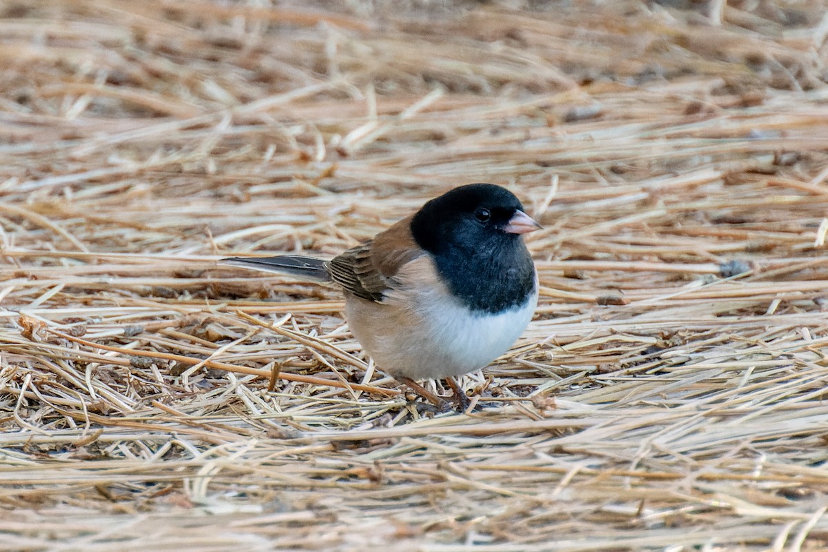 Dark-eyed Junco - ML612111339