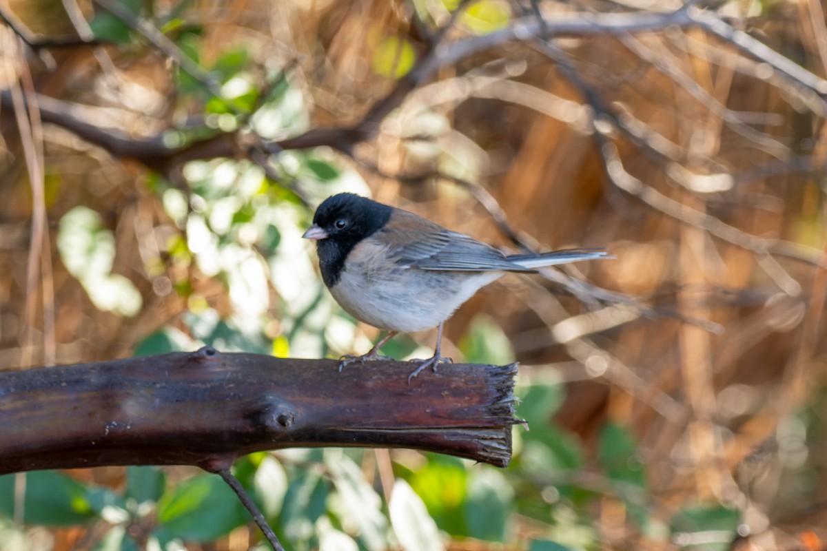 Dark-eyed Junco - ML612111340