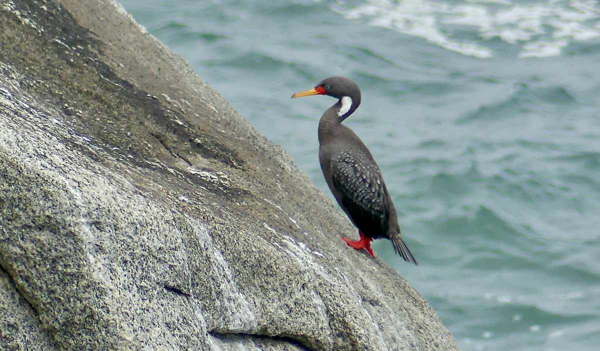 Red-legged Cormorant - N Jones