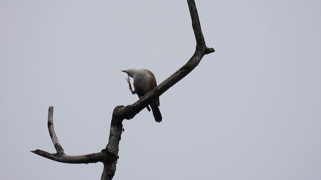 Malabar Starling - ML612111358