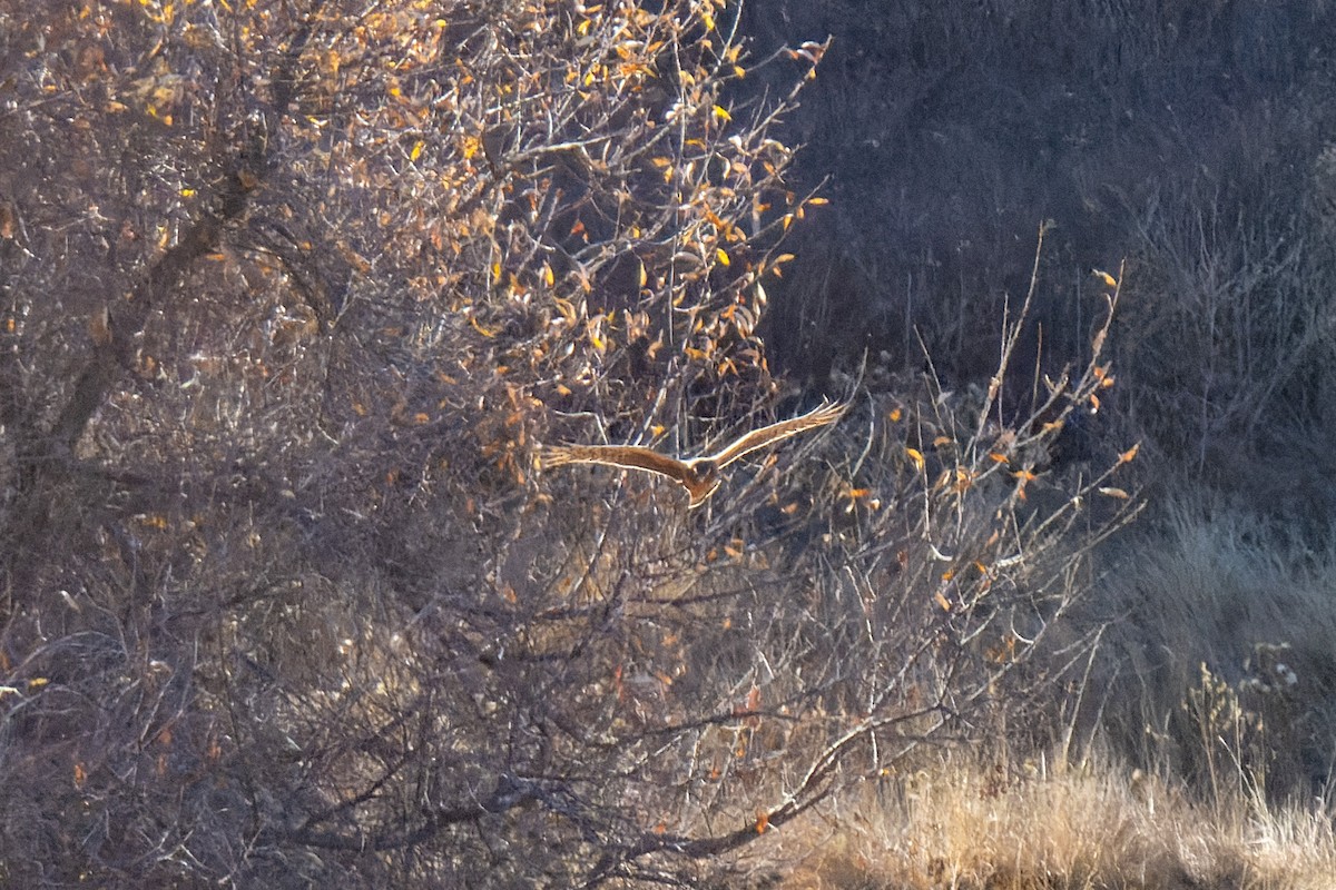 Northern Harrier - ML612111506