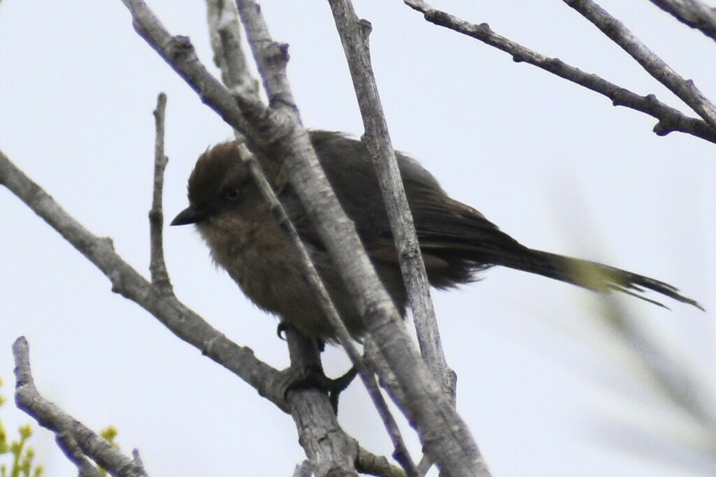 Bushtit - Davis Provan