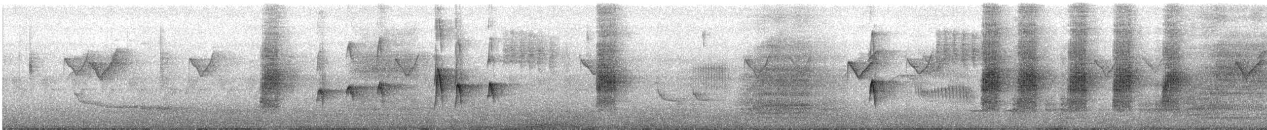 דרונגו עשנוני (לבן-לחי) - ML612111521