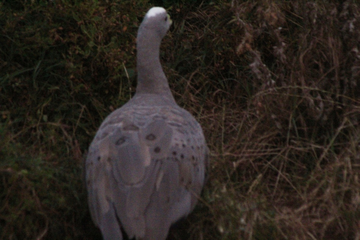 Cape Barren Goose - ML612111640