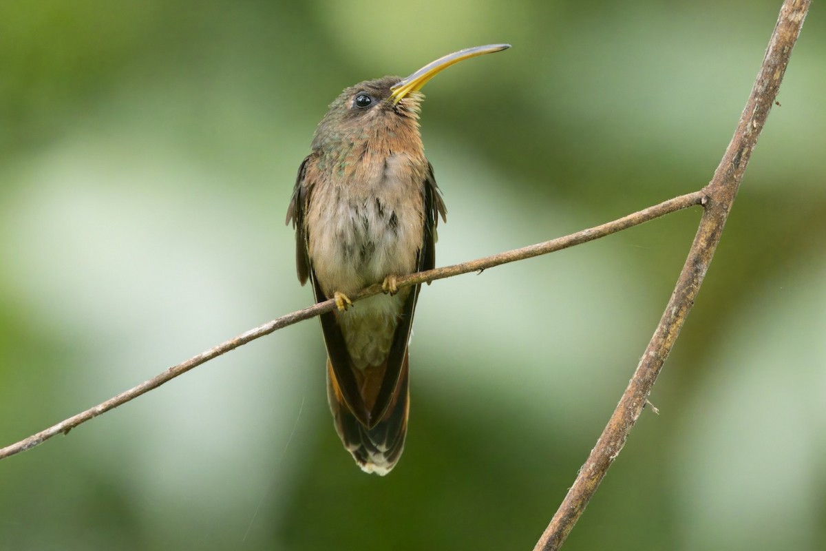 Rufous-breasted Hermit - ML612111676