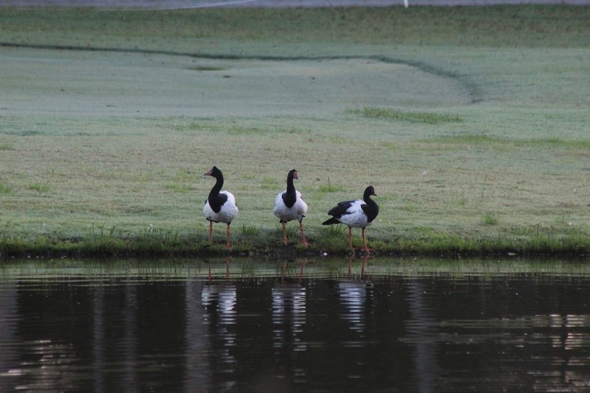 Magpie Goose - ML612111710