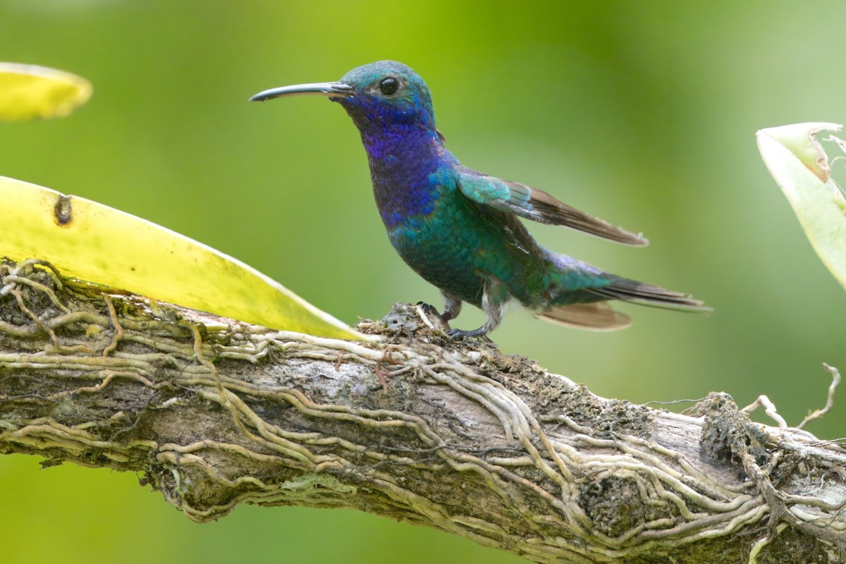 Sapphire-throated Hummingbird - ML612111715