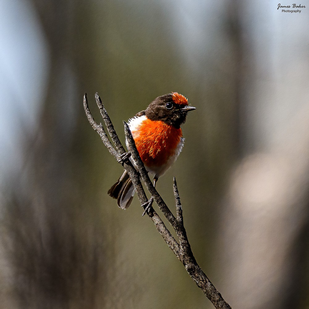 Red-capped Robin - ML612111717