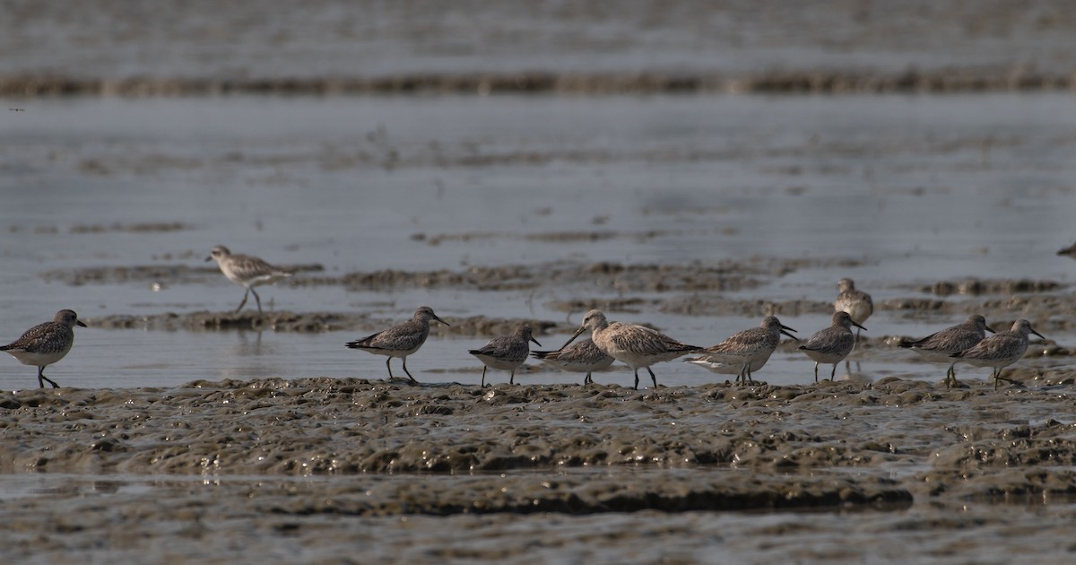 Great Knot - Biswanath Mondal