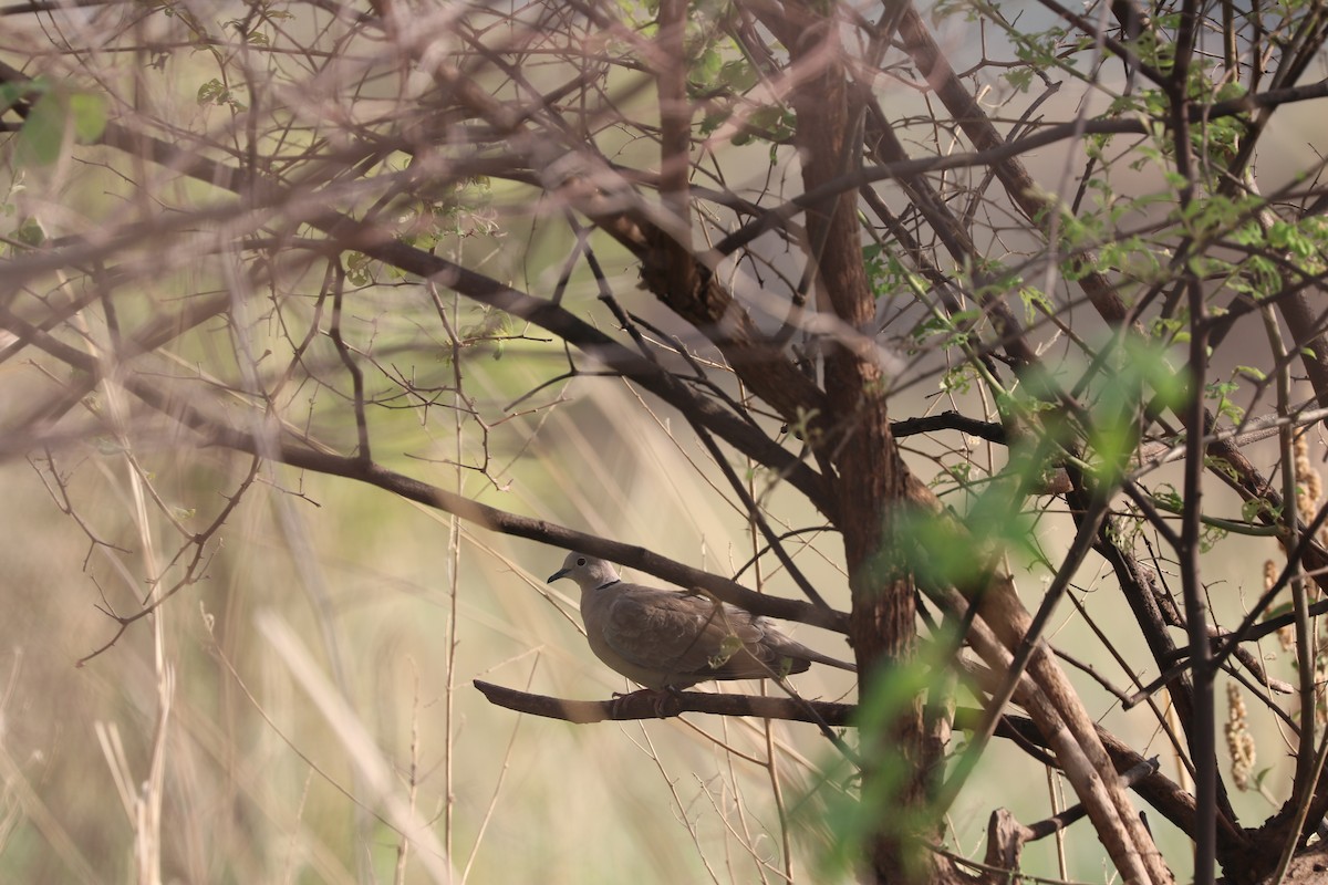 Eurasian Collared-Dove - ML612111816