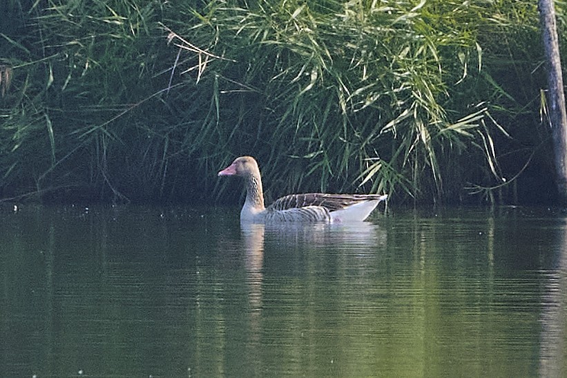 Graylag Goose - ML612111860