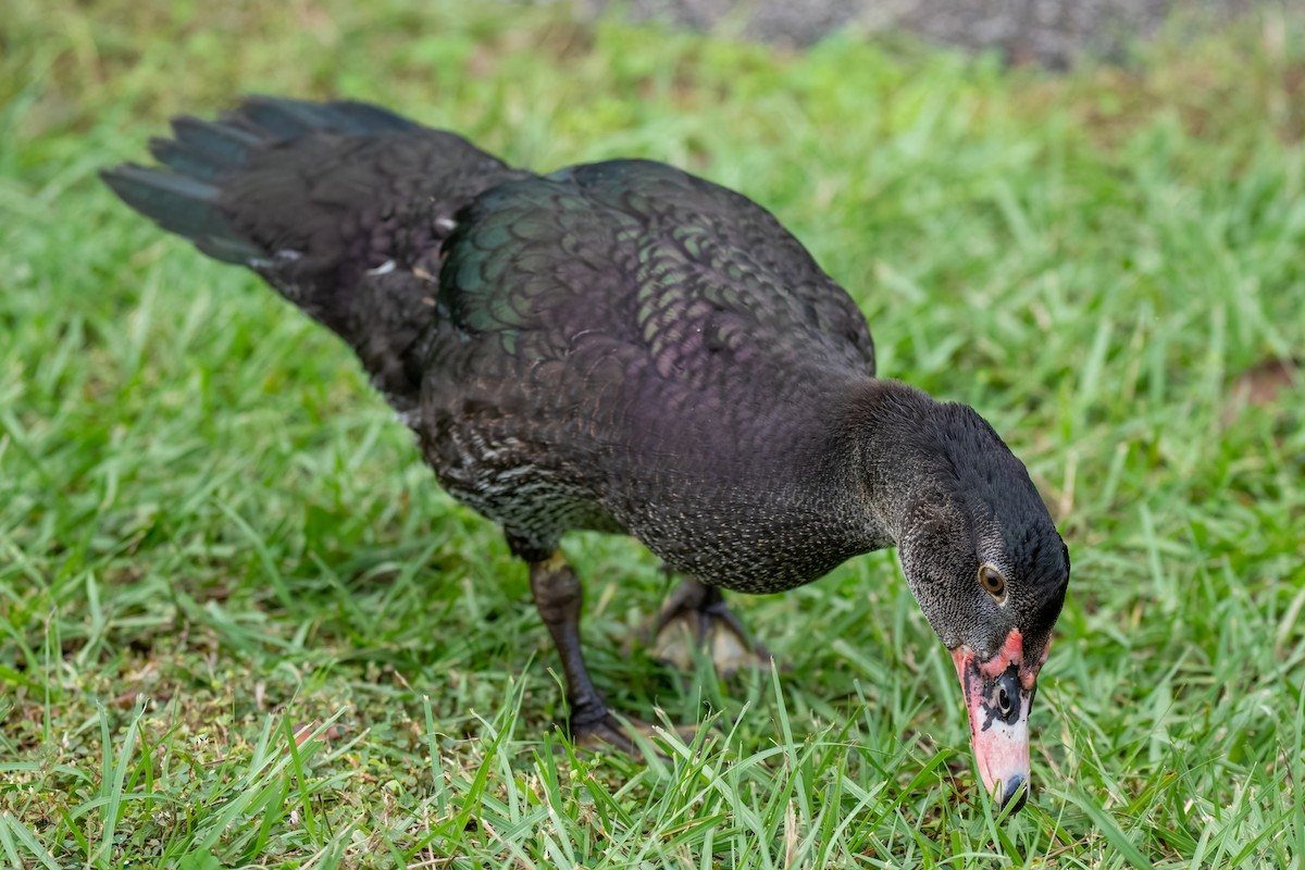 Muscovy Duck (Domestic type) - ML612111945