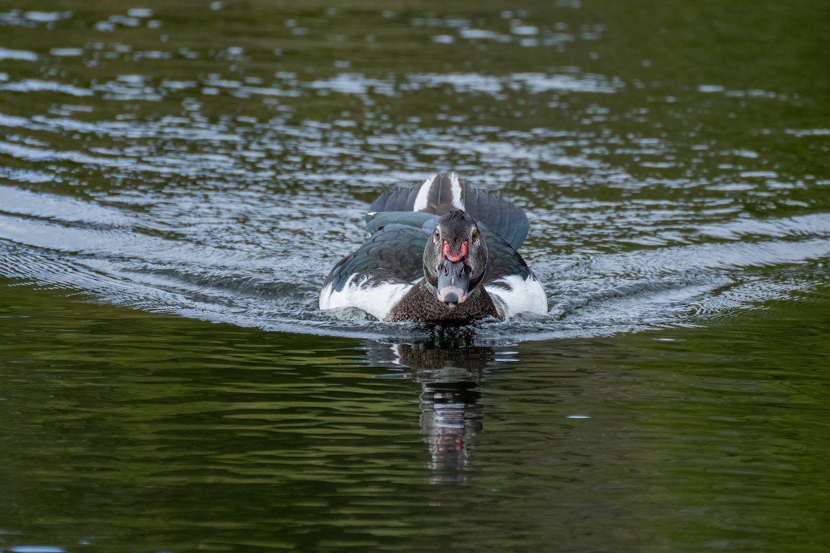 Muscovy Duck (Domestic type) - ML612111946