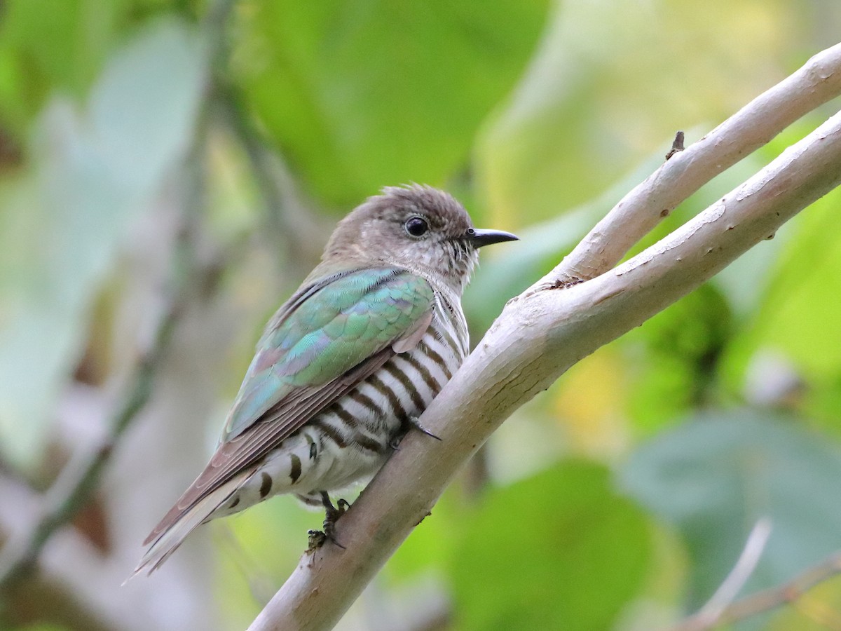 Shining Bronze-Cuckoo - ML612112095