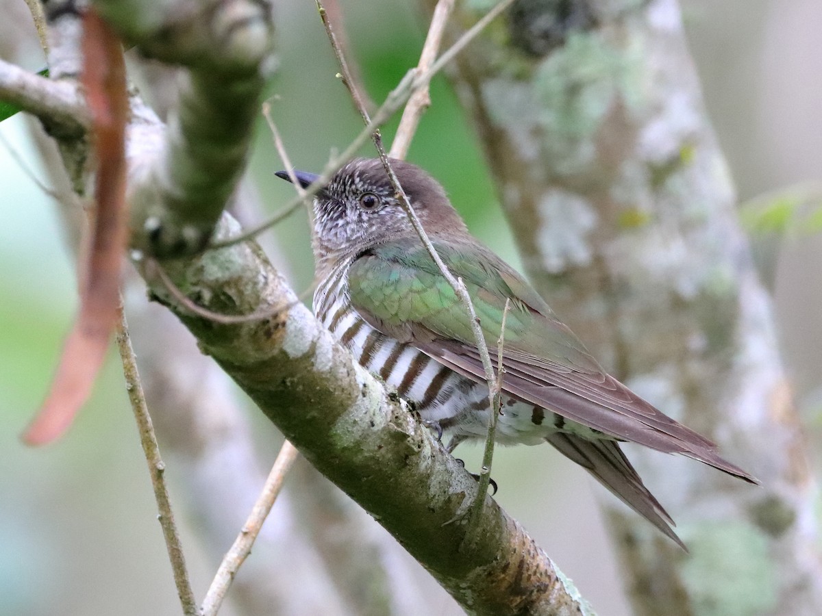 Shining Bronze-Cuckoo - ML612112096