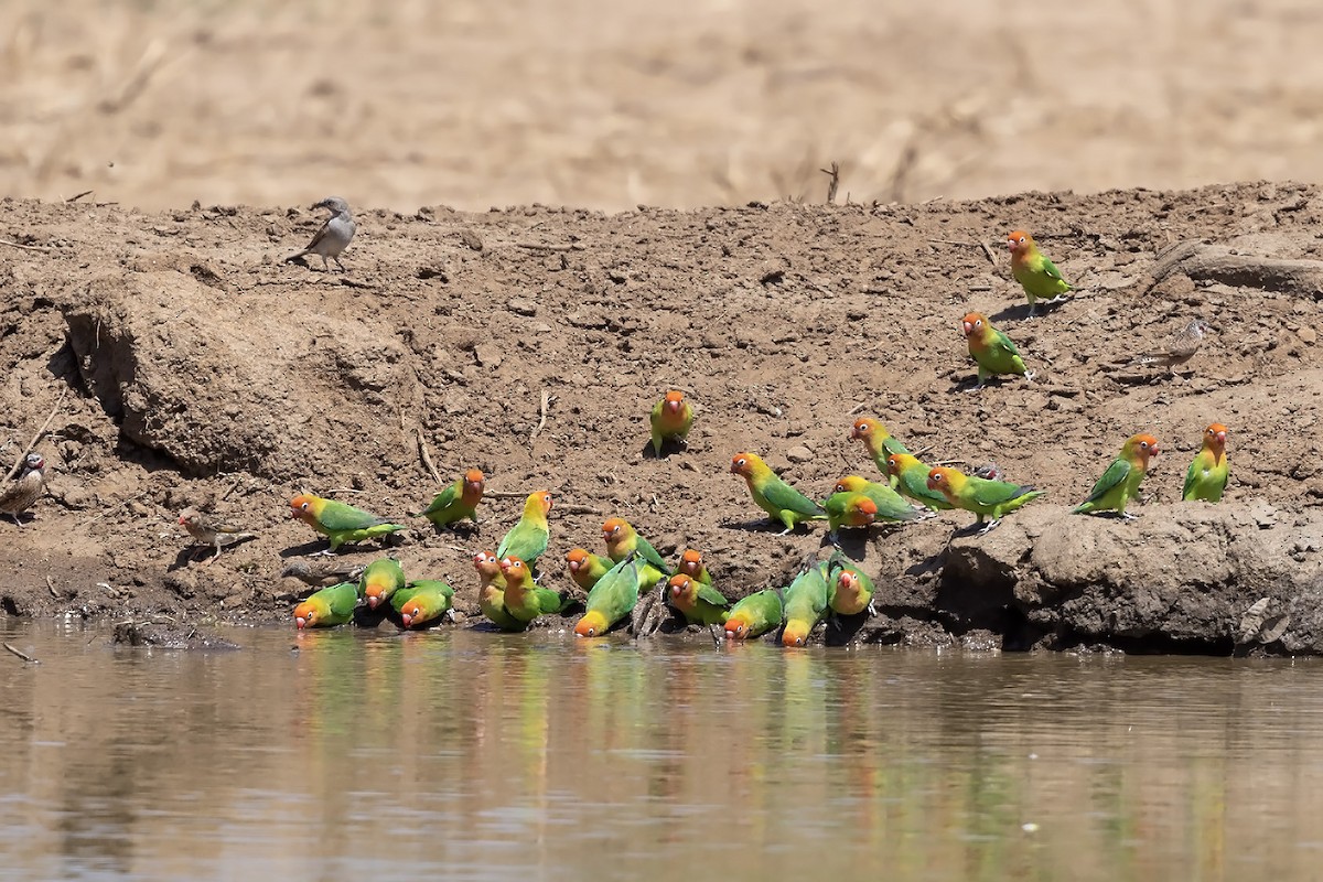 Lilian's Lovebird - ML612112155