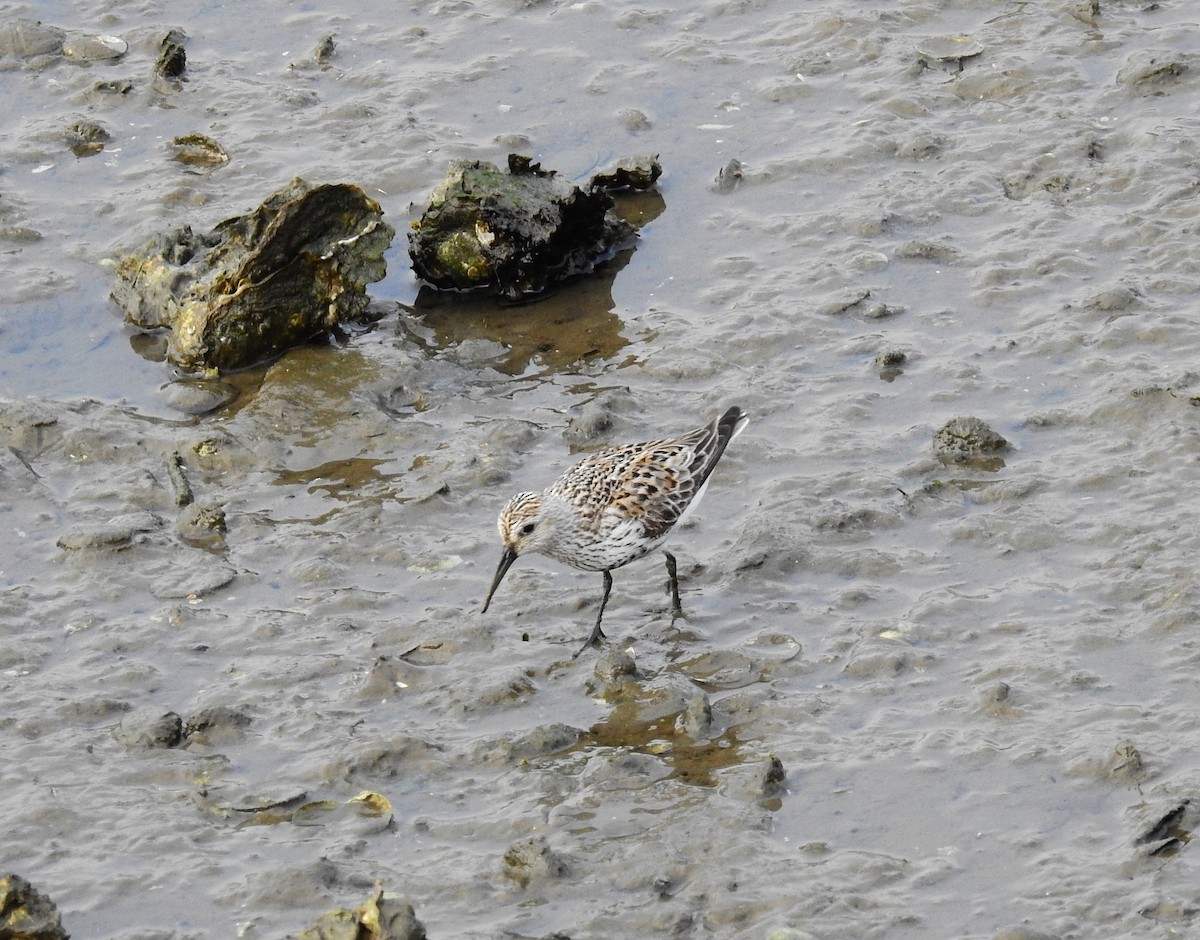 Sanderling - Fernando T Rico