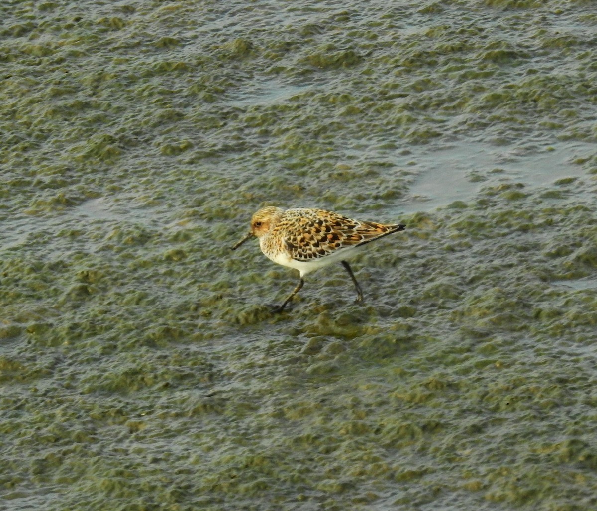 Sanderling - Fernando T Rico