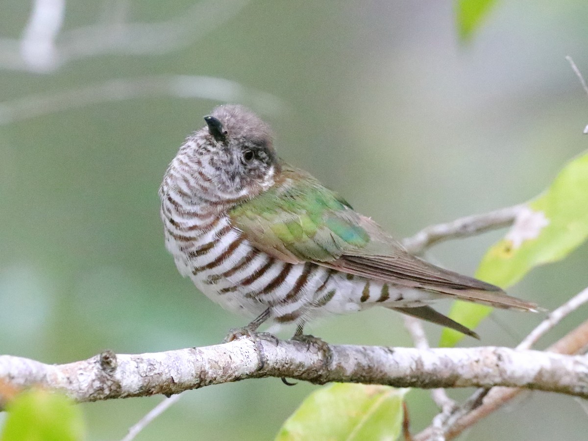 Shining Bronze-Cuckoo - ML612112193