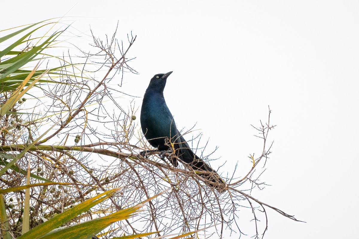 Boat-tailed Grackle - ML612112212