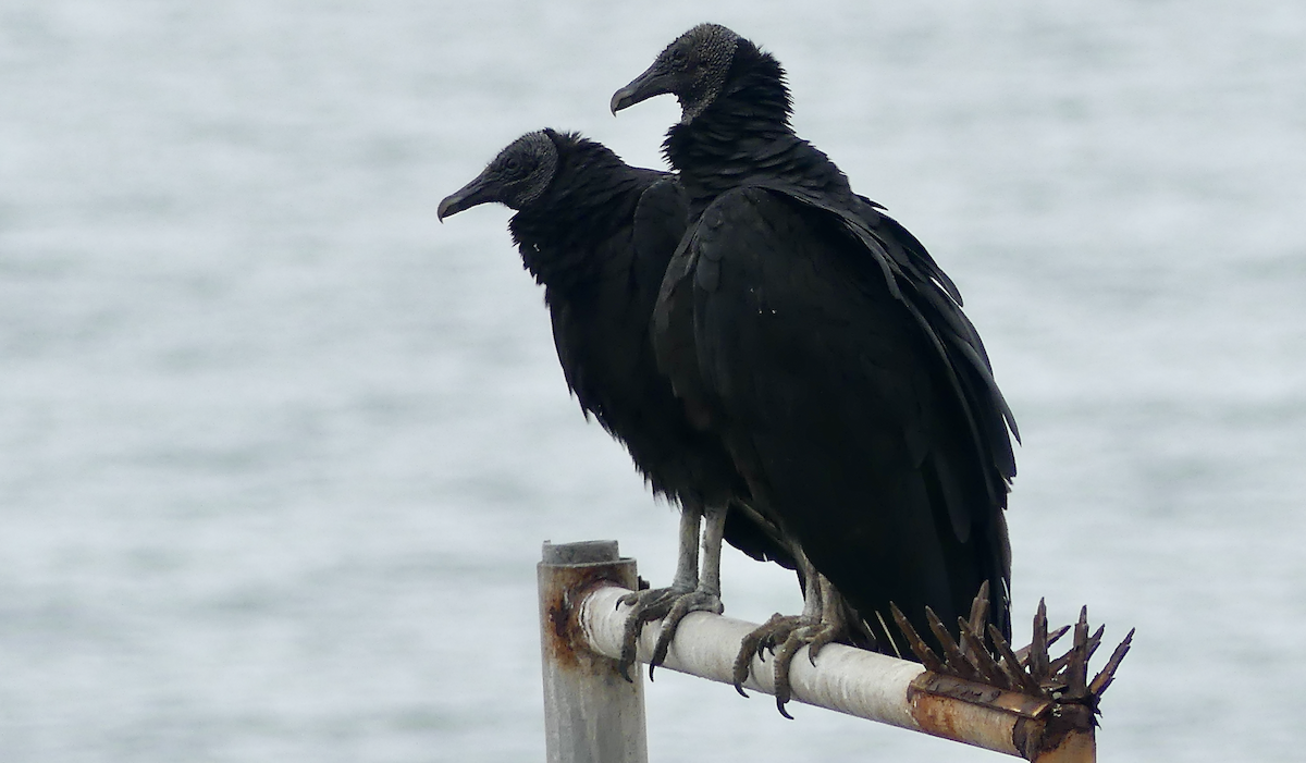 Black Vulture - N Jones