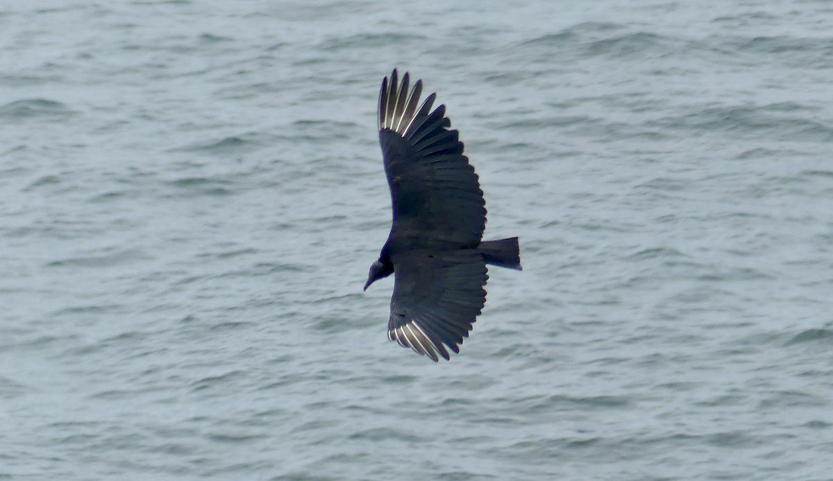 Black Vulture - N Jones