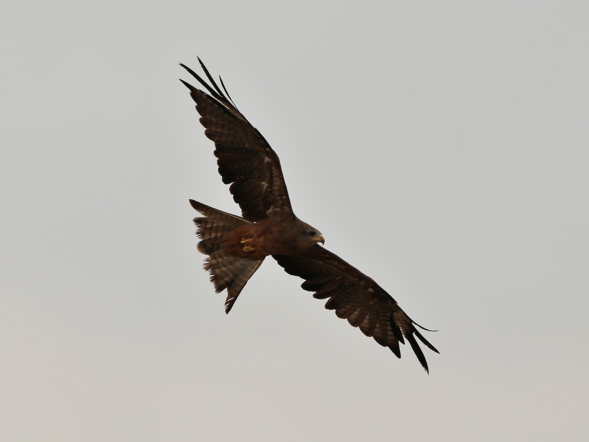 Black Kite - Paul Lenrumé