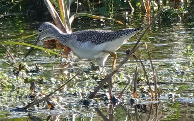 Greater Yellowlegs - ML612112475