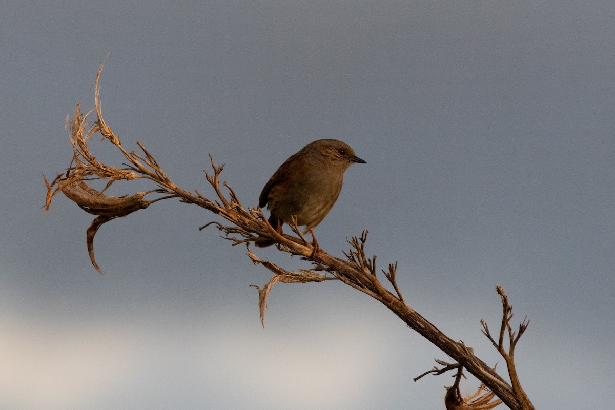 Dunnock - Arna Carlson