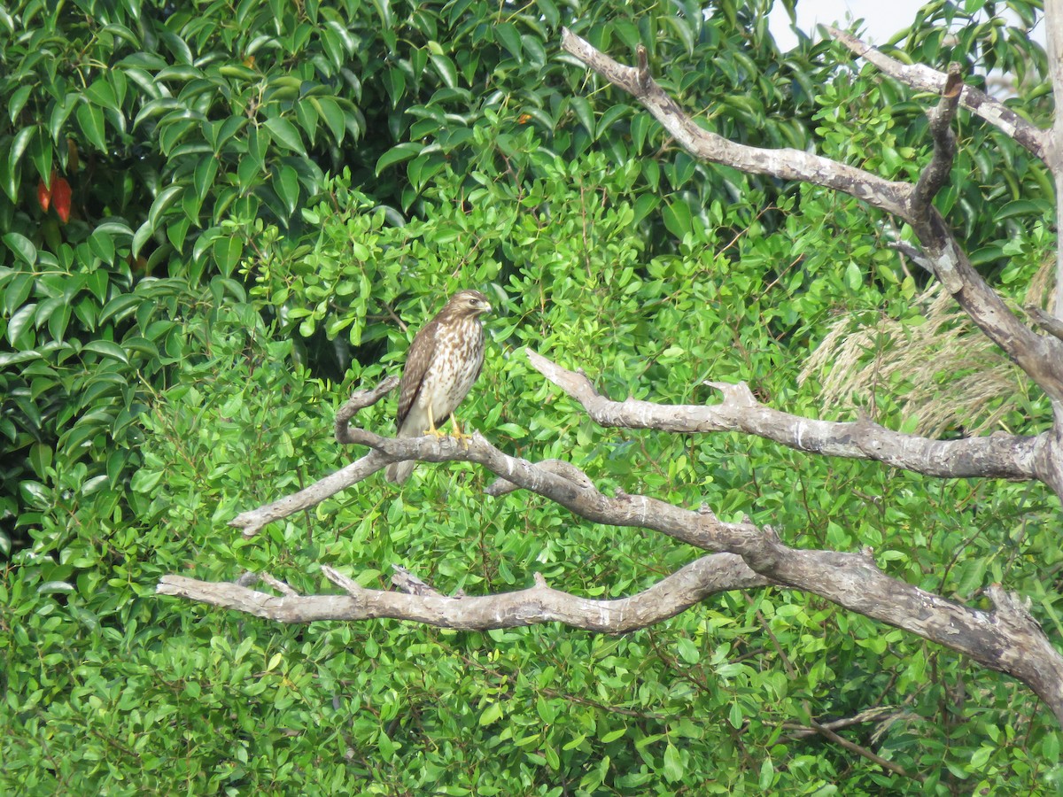 Red-shouldered Hawk - ML612112512