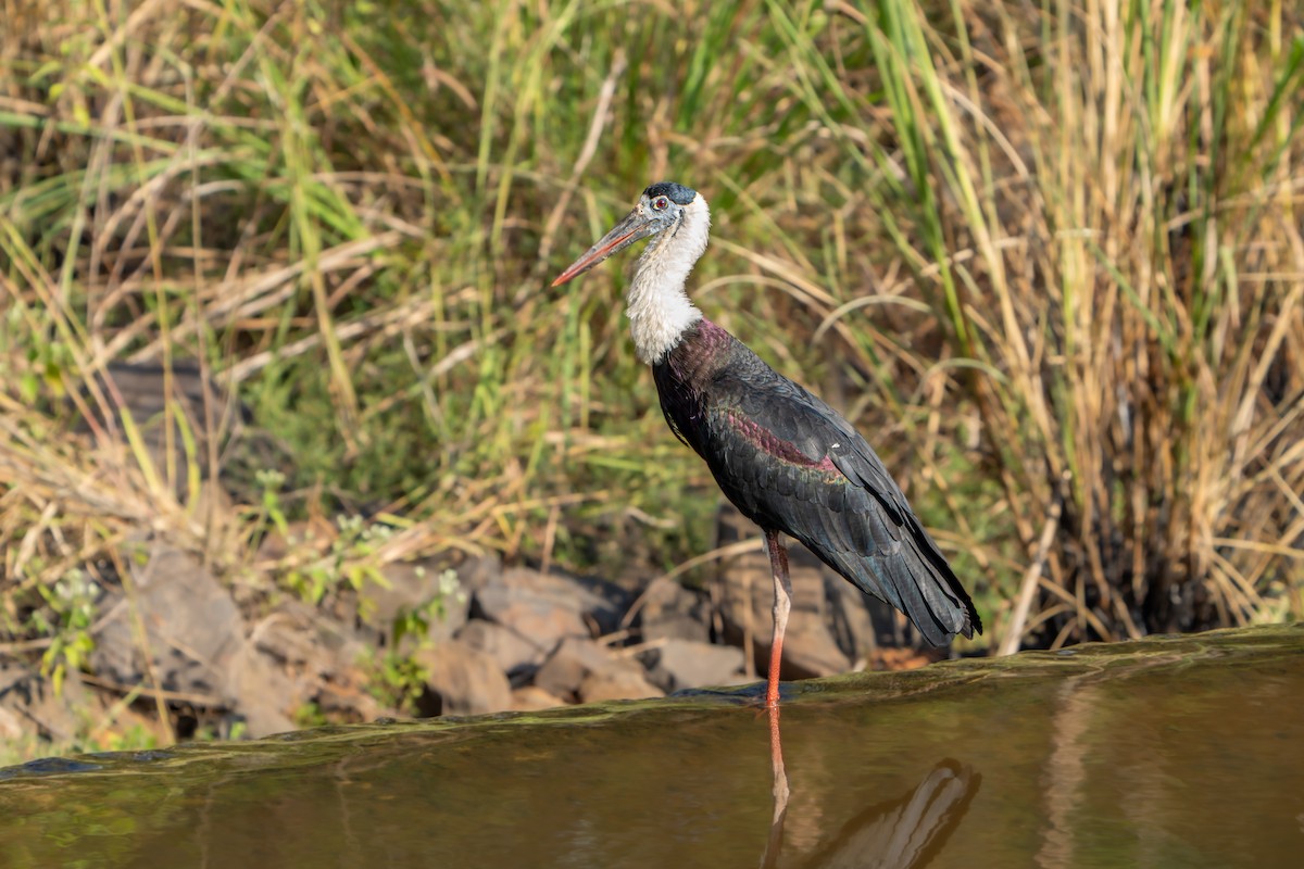 Asian Woolly-necked Stork - ML612112552