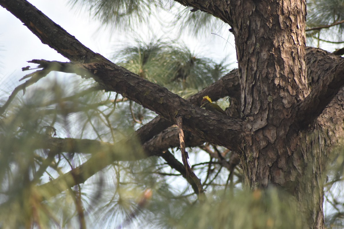 Lesser Yellownape - robin singh negi