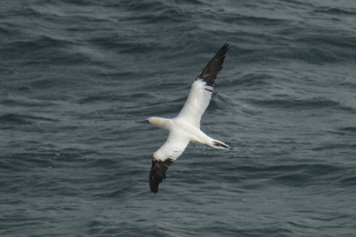 Northern Gannet - Paula González Lominchar