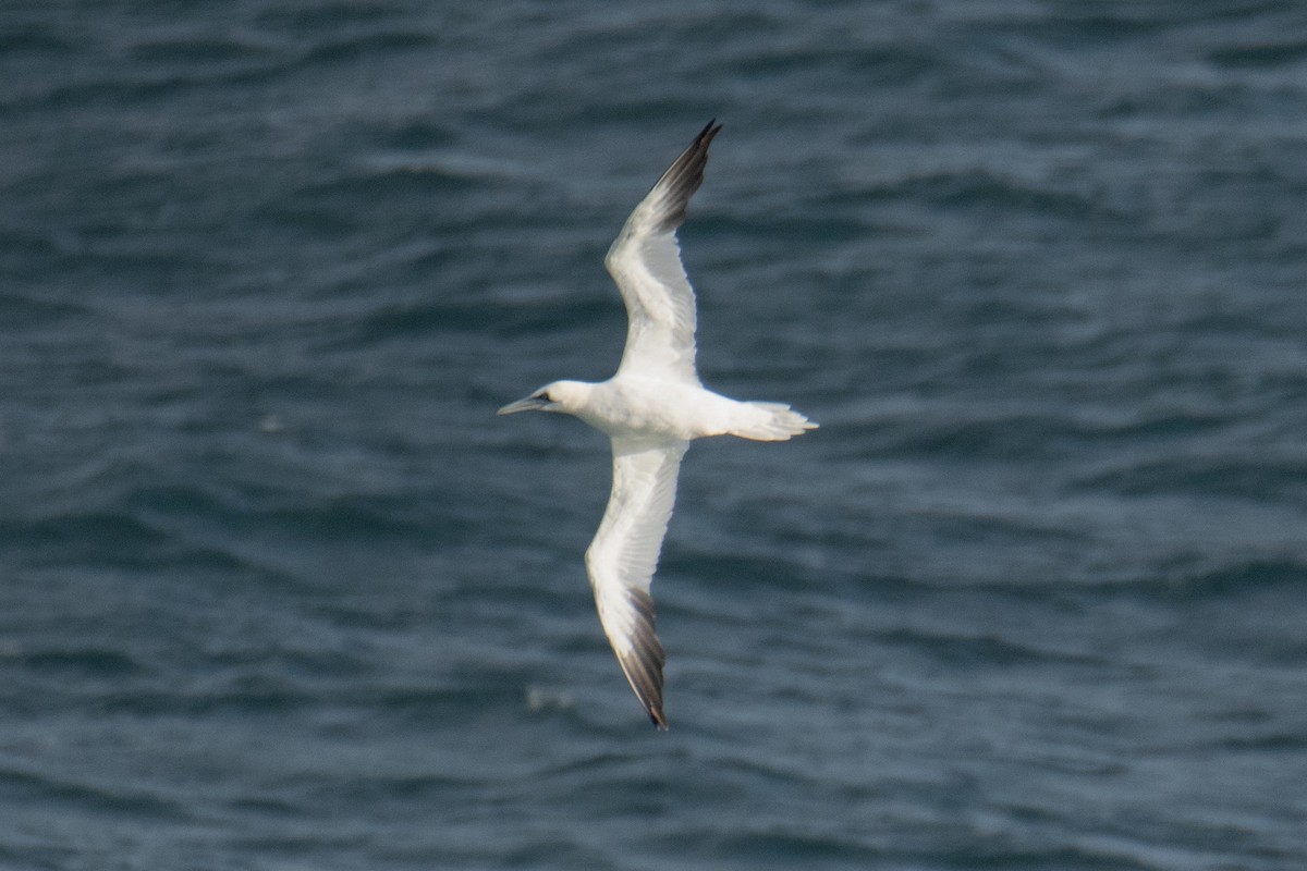 Northern Gannet - Paula González Lominchar