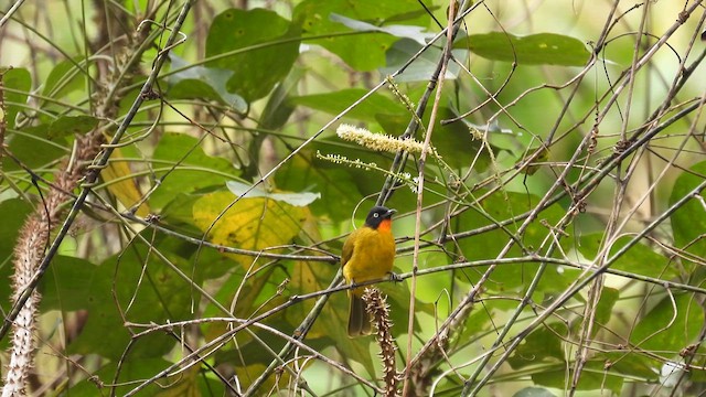 Bulbul à gorge rubis - ML612112668