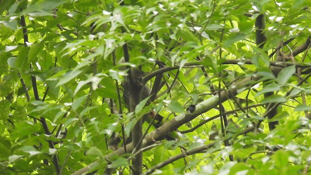 Wayanad Laughingthrush - ML612112678